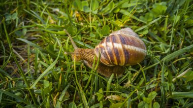 Bir salyangoza yaklaş.