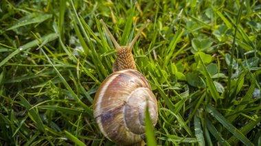 Bir salyangoza yaklaş.