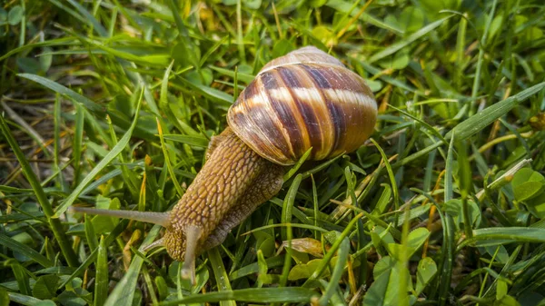 Primo piano di una chiocciola — Foto Stock