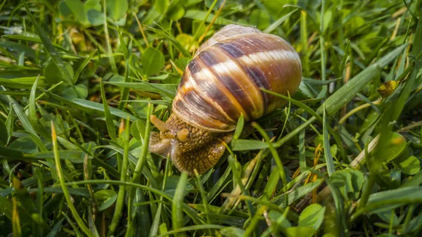 Nahaufnahme einer Schnecke — Stockfoto