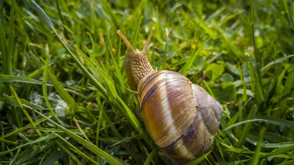 Close up of a snail — Stock Photo, Image