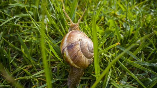 Perto de um caracol — Fotografia de Stock