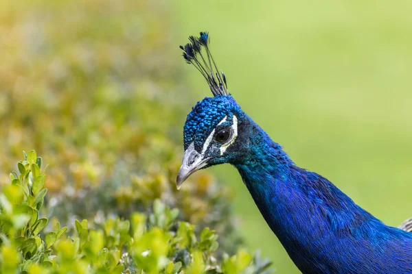 Closeup portait of a peacock — Stock Photo, Image