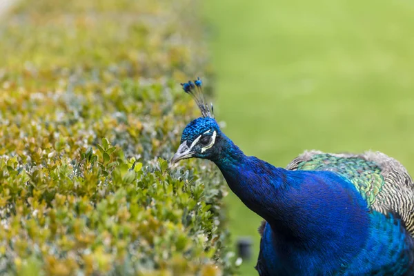 Closeup portait of a peacock — Stock Photo, Image