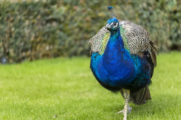 Closeup portait of a peacock — Stock Photo, Image