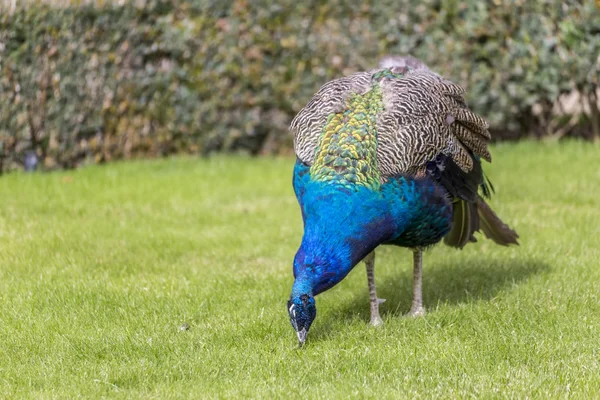 Closeup portait of a peacock — Stock Photo, Image