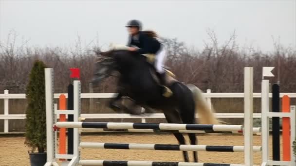 Paard hindernissenparcours en parkour, — Stockvideo