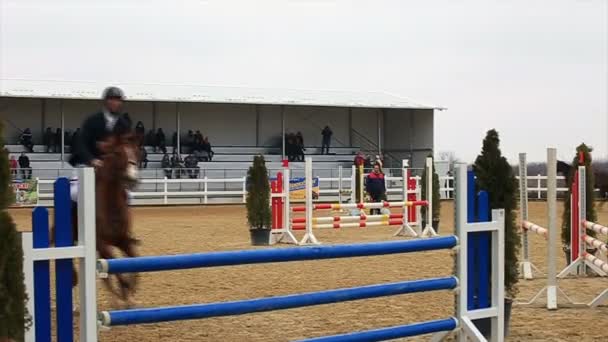 Koně překážkovou dráhu a parkour, — Stock video