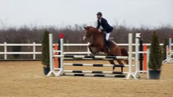 Paard hindernissenparcours en parkour, — Stockvideo