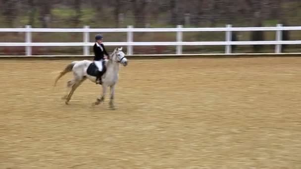 马的高角度看跳跃和跑跑, — 图库视频影像