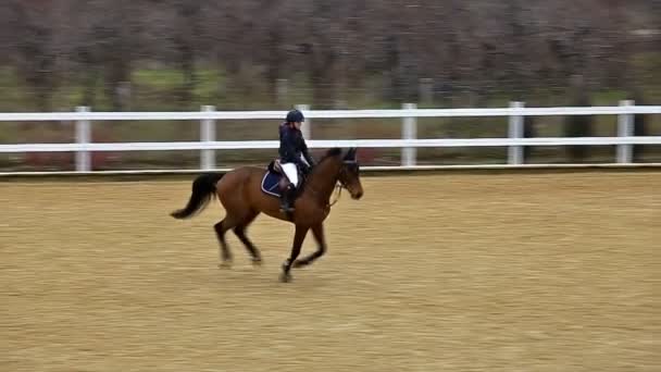 Vue en grand angle d'un cheval sautant et parkour , — Video