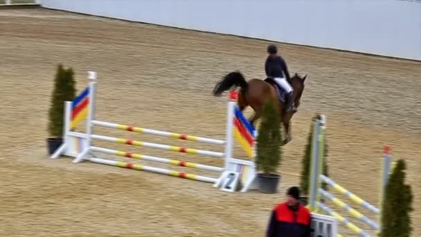 High angle view of a horse show jumping and parkour, — Stock Video