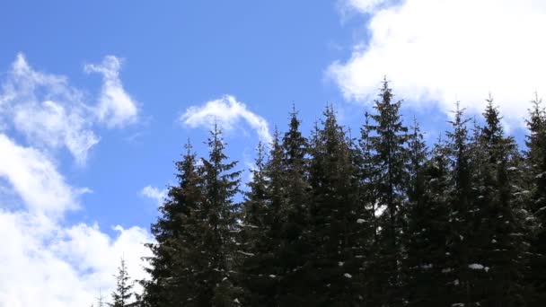 Деревья с движущимися на заднем плане облаками — стоковое видео