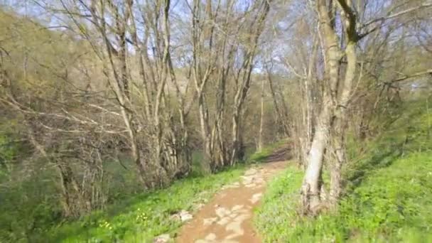 Caminando por un sendero en el bosque — Vídeos de Stock