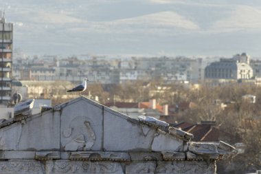 Martı şehrin üstüne