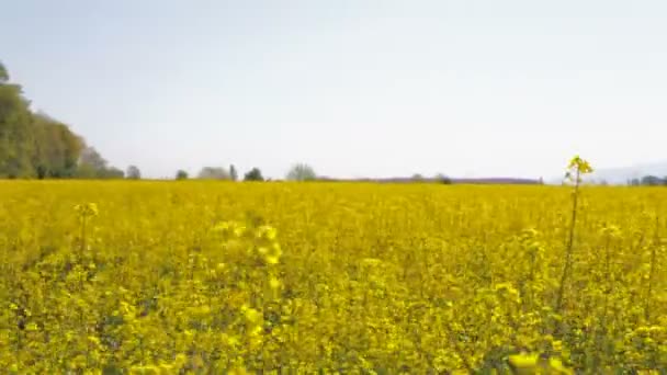 Atravessando um campo de colza — Vídeo de Stock