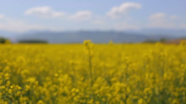 Mise au point d'une fleur de colza 