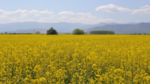 Acordar através de um campo de colza — Vídeo de Stock