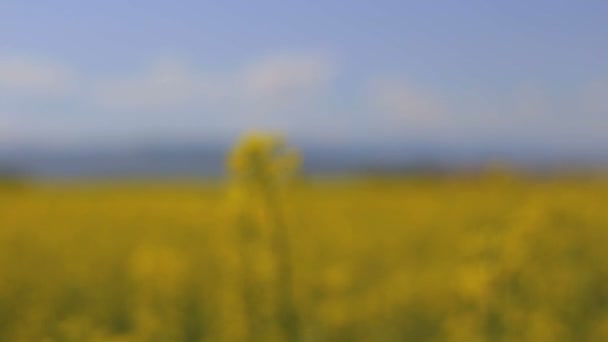 Placing a rapeseed flower in focus — Stock Video