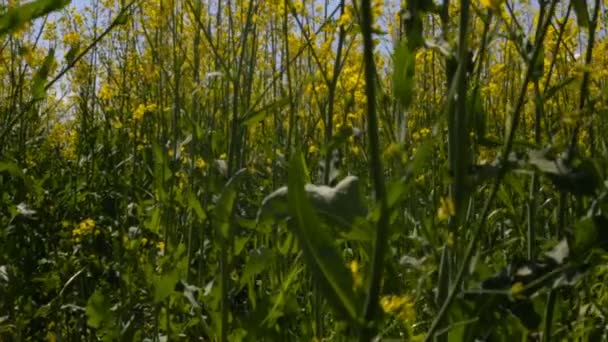 Going up on a rapeseed field — Stock Video