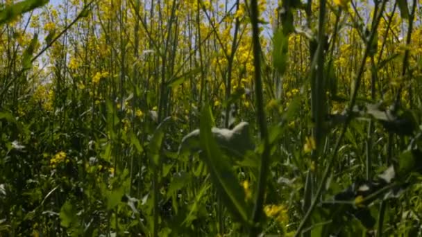 Subiendo a un campo de colza — Vídeo de stock