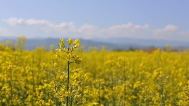 Raps, Wolken und Berge — Stockvideo