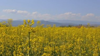 Kolza tohumu, bulutlar ve dağlar