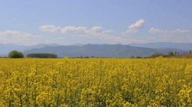 Kolza tohumu alanın üzerinde yavaş kamera hareketi