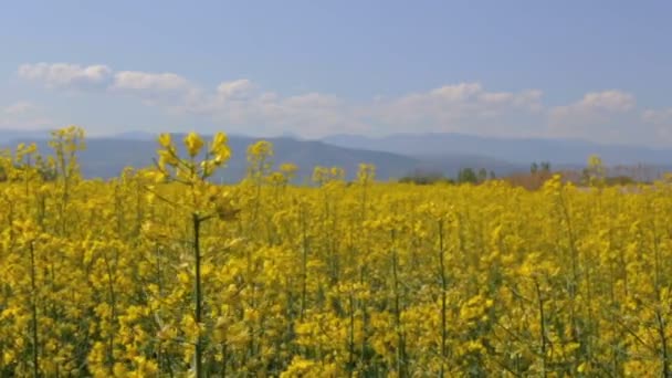 Rzepaku, chmury i góry — Wideo stockowe