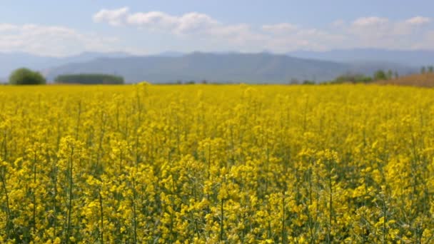 Rapeseed,  clouds and mountains — Stock Video