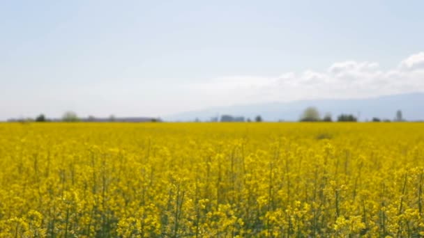Slow camera movement over rapeseed field — Stock Video