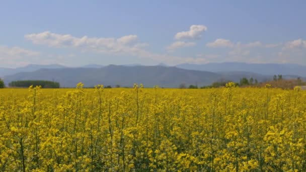 Mouvement lent de la caméra sur le champ de colza 