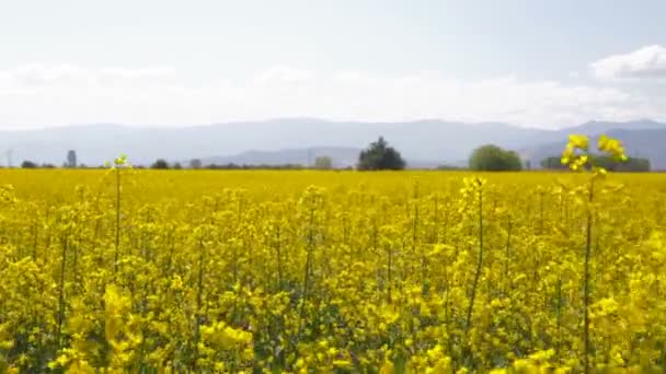 Se réveiller dans un champ de colza 