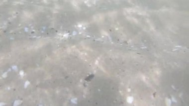 Gelen dalgalarda sörf yapmak ve dalmak Dalgaları ve gün ışığını görmek için