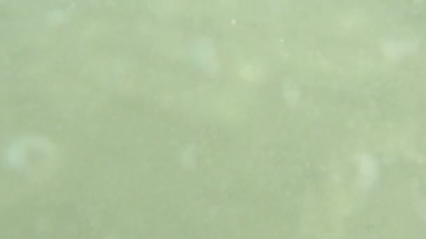 Vue sous-marine de la personne marchant et nageant dans la mer 