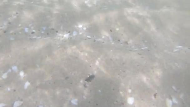 Їзда Прийдешніх Хвилях Дайвінг Під Водою Щоб Побачити Хвилі Сонячне — стокове відео