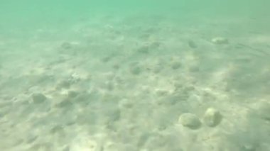 Yüzen küçük bir balık sürüsünün sualtı görüntüsü