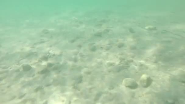 Onderwater Zicht Een Zwerm Kleine Vissen Die Zwemmen — Stockvideo