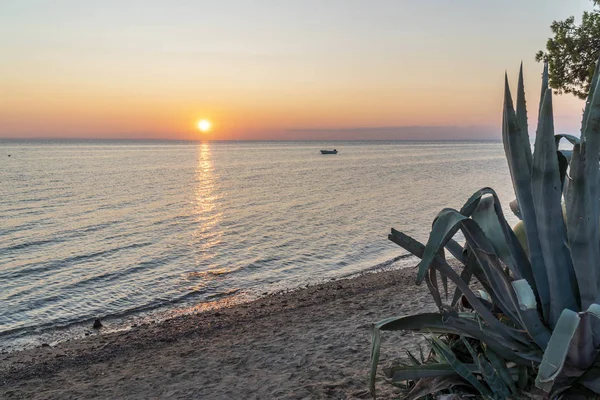 Planta de aloe vera durante una puesta de sol en el mar —  Fotos de Stock