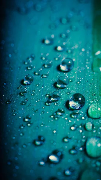 Water drops on a leaf — Stock Photo, Image