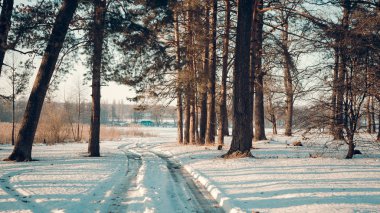 Kış manzarası - güneşli akşam ayaz ormanda. Sakin kış doğa güneş ışığı altında. Sis ve kar yağışı ile gün batımında güzel kış manzarası