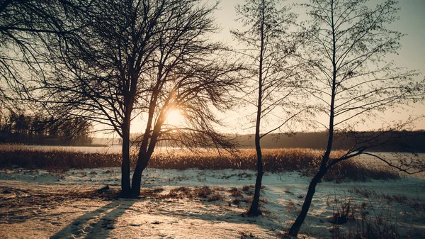 Kış manzarası - güneşli akşam ayaz ormanda. Sakin kış doğa güneş ışığı altında. Sis ve kar yağışı ile gün batımında güzel kış manzarası