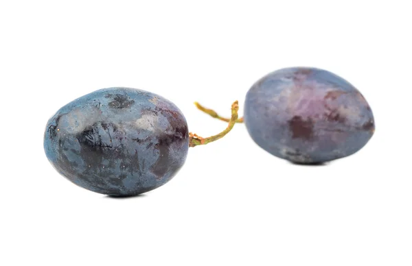 Ягоды голубого винограда — стоковое фото