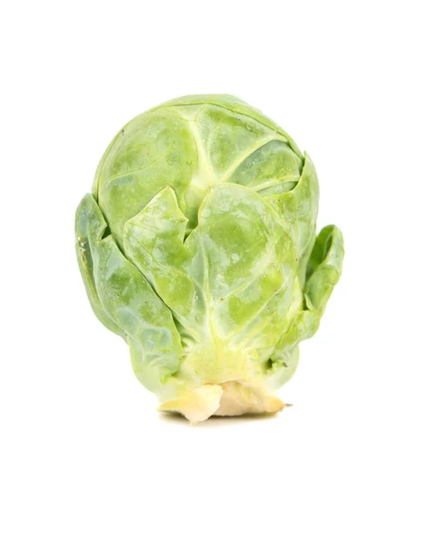 Raw brussel cabbage — Stock Photo, Image