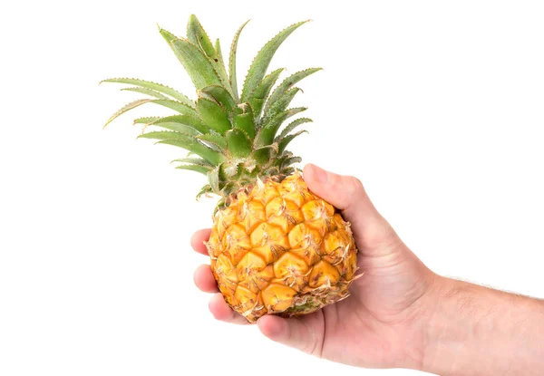 Мини ананас в руке — стоковое фото
