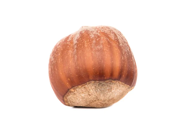 Raw lískové ořechy ve skořápce — Stock fotografie