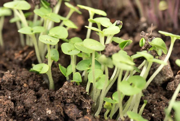 地面のクローズ アップで若い実生植物の多く — ストック写真