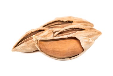 Özbek badem içinde deniz hayvanı kabuğu