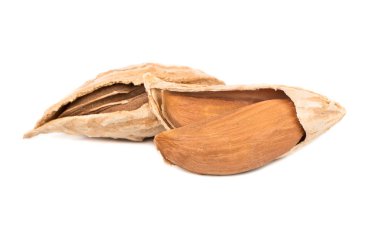 Özbek badem içinde deniz hayvanı kabuğu