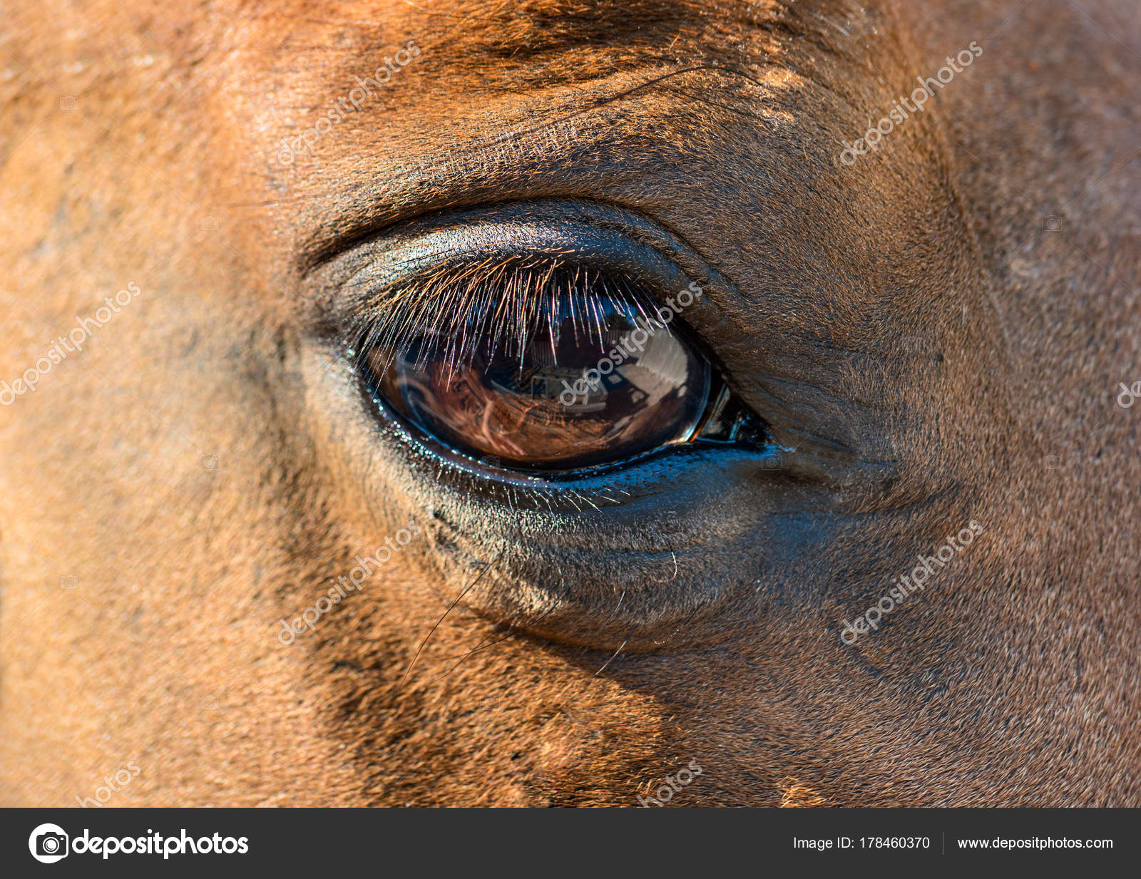 Horse Eye Close Up Horse Eye Closeup Stock Photo C Andregric